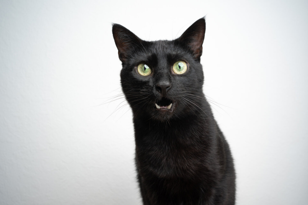 Excessive Meowing In Cats Explained (Causes And Solutions)