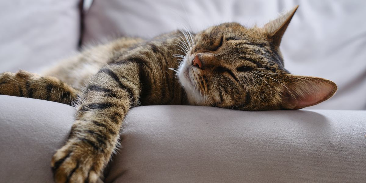 11 Tips To Train Your Cat To Sleep (According to a Cat Behaviorist)