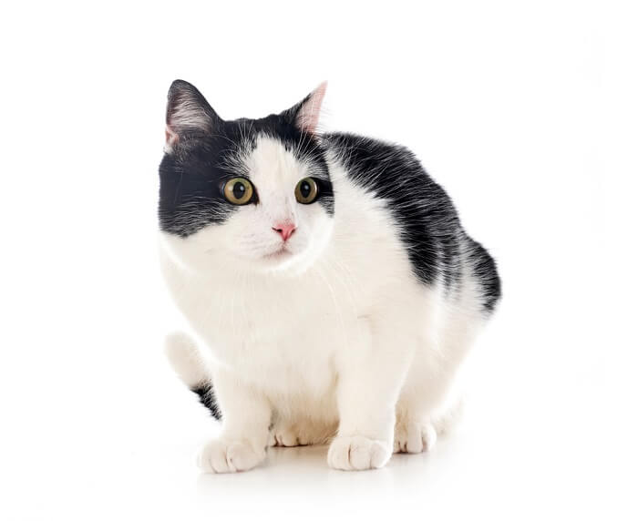 The Different Types of Black and White Cat Coat Patterns