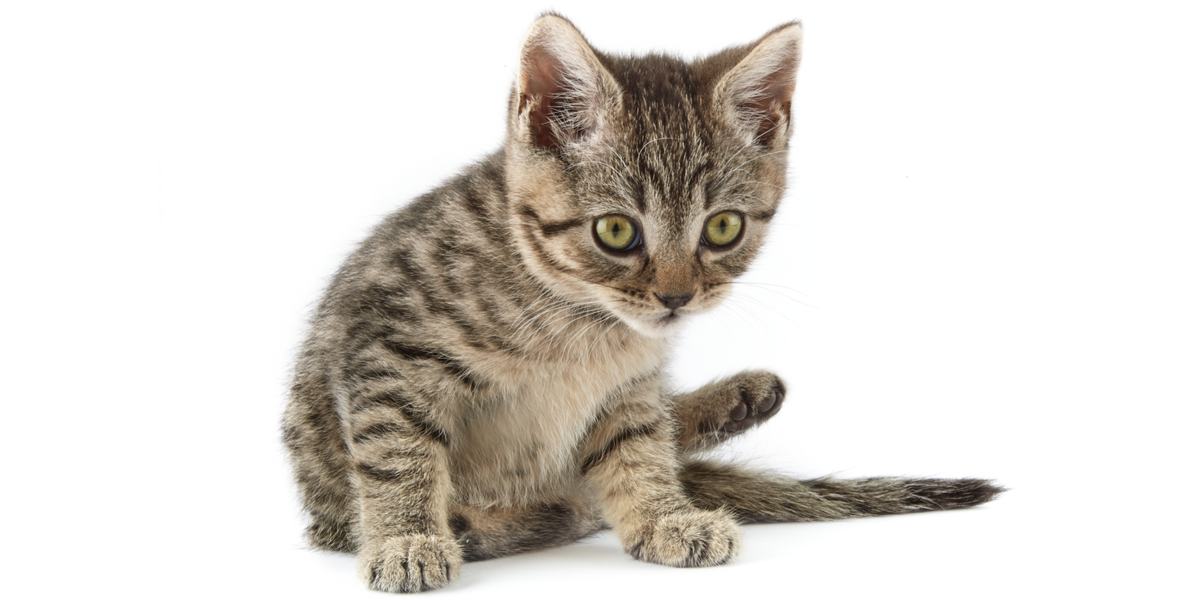 Radial Hypoplasia In Cats Causes, Symptoms, and Treatment