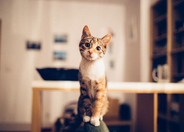Convenia Injection for Cats (DVM Pete Wedderburn)