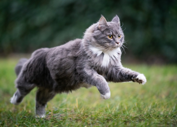 Do Cats Really Have Webbed Feet