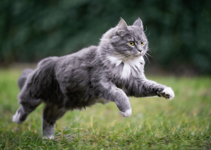 Proviable for Cats Overview, Dosage & Side Effects