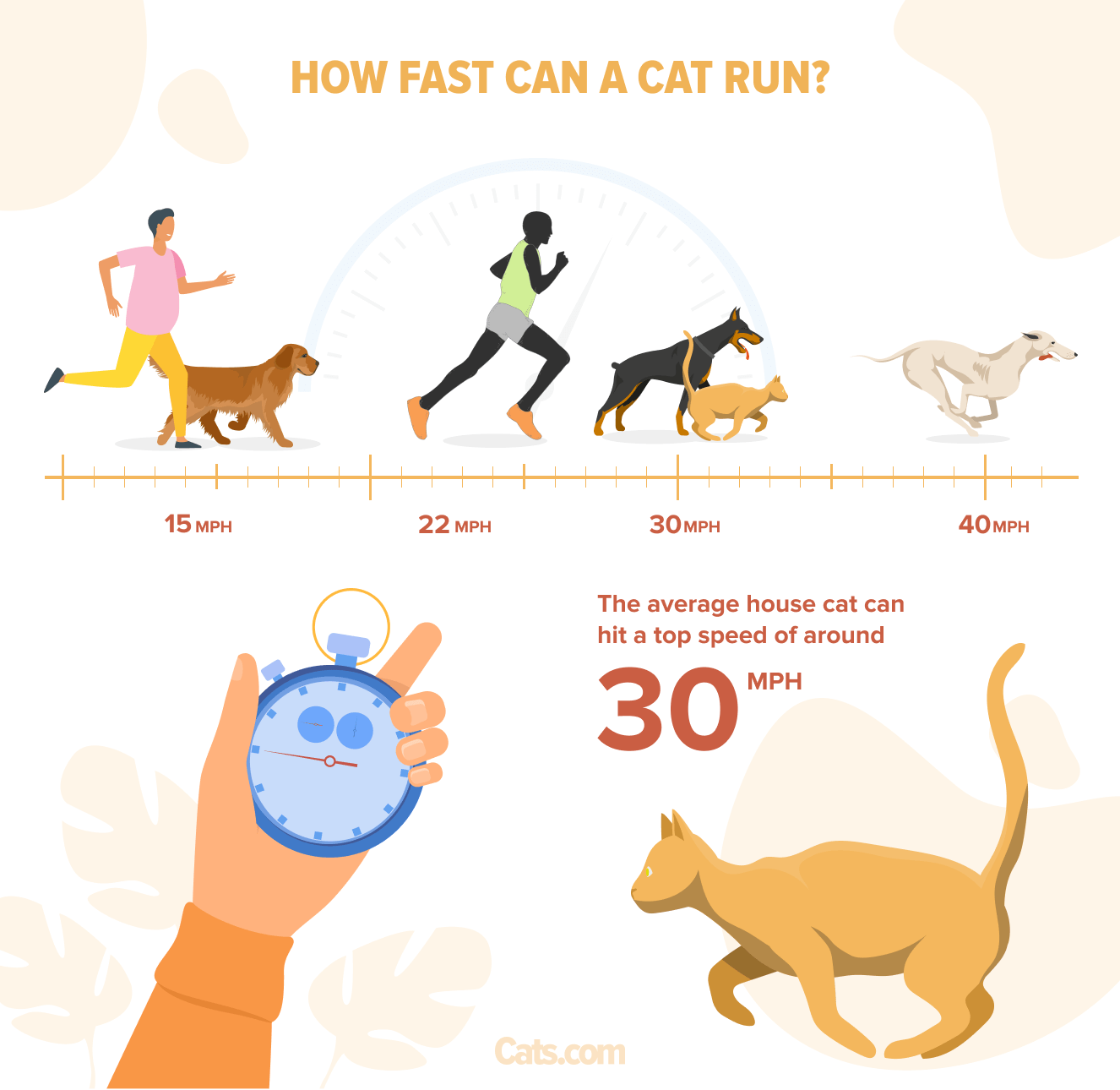 How Fast Can a Cat Run?