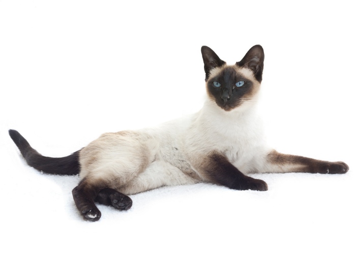 Are Siamese Cats Hypoallergenic?