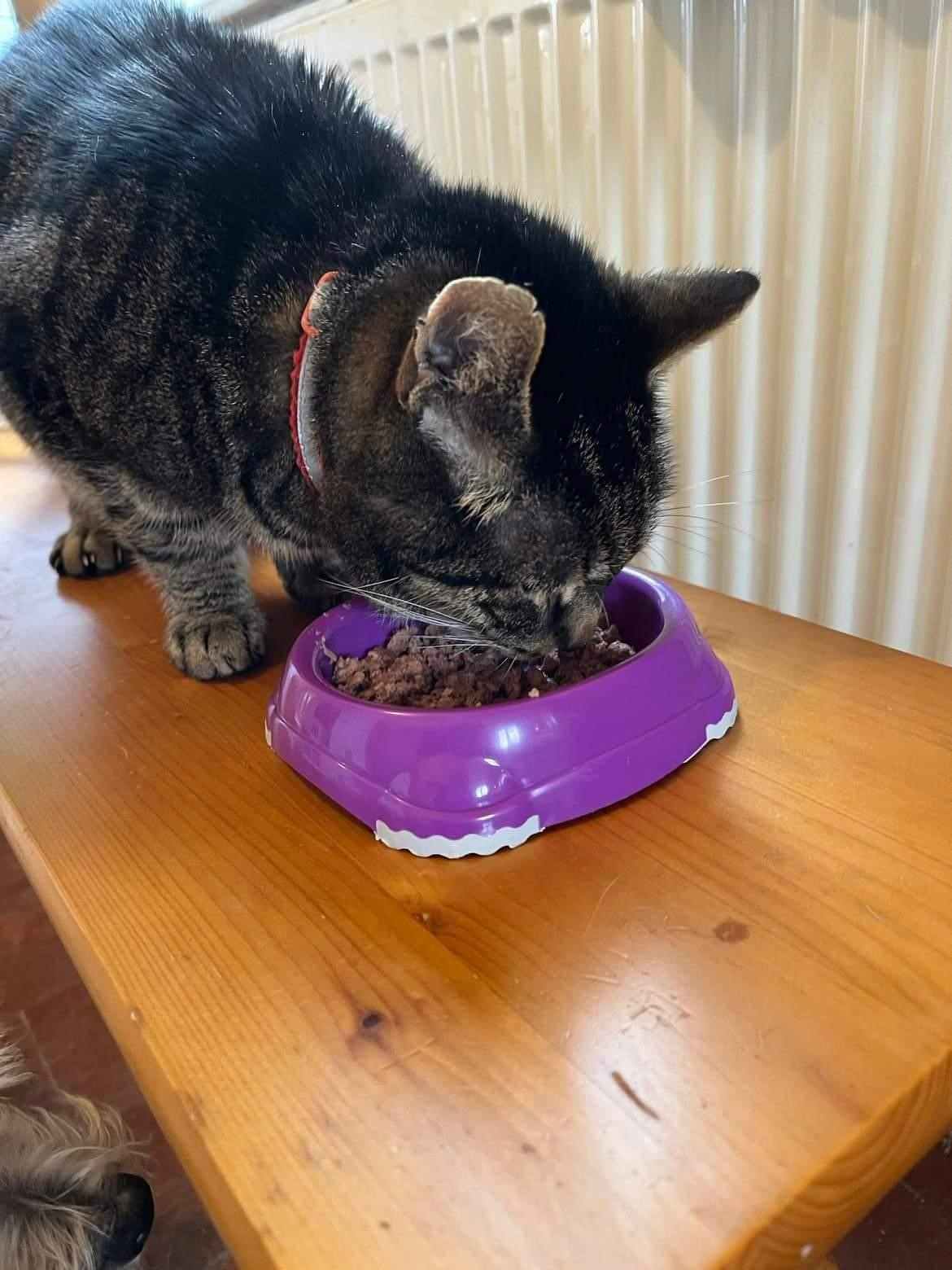 The 7 Best Healthy Canned, Soft & Wet Cat Foods in the UK