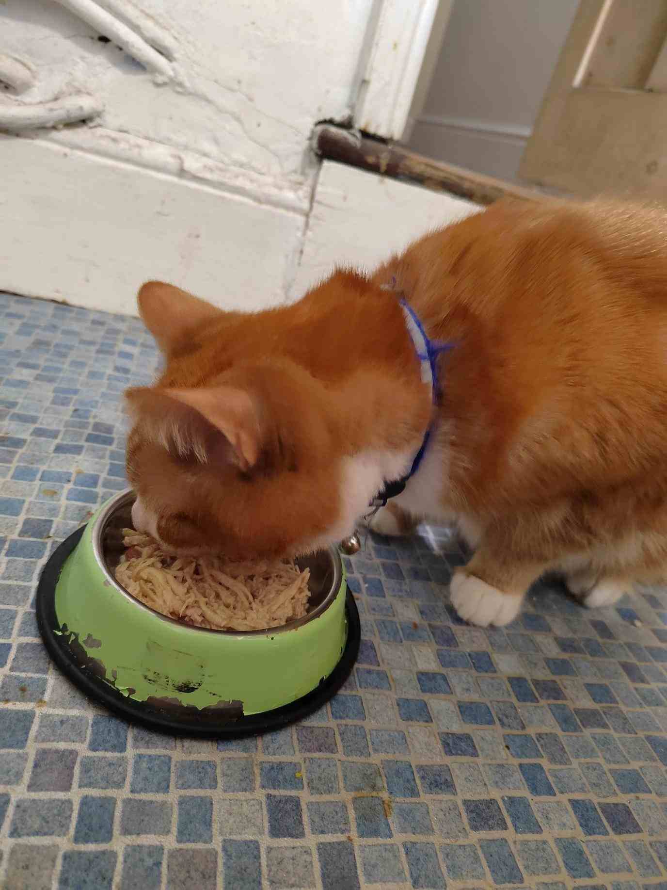 The 7 Best Healthy Canned, Soft & Wet Cat Foods in the UK