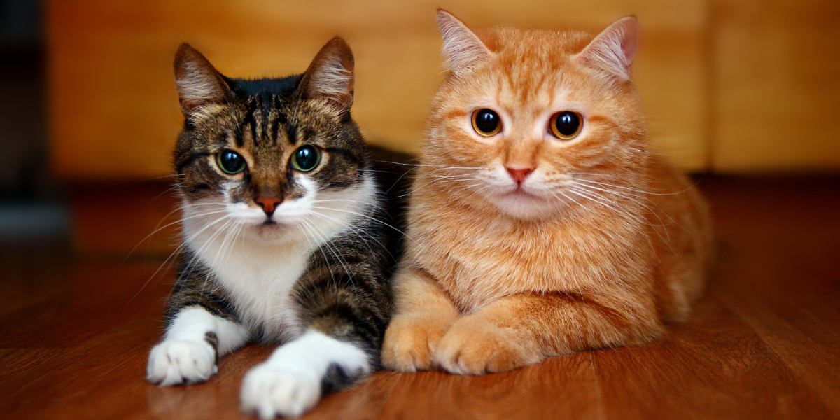 Study Shows Cats Can Recognize the Names of Other Cats