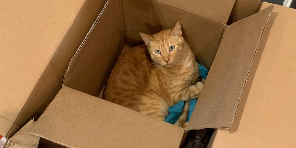 Why Do Cats Sit In Boxes On The Floor at Rose Braddon blog(04)