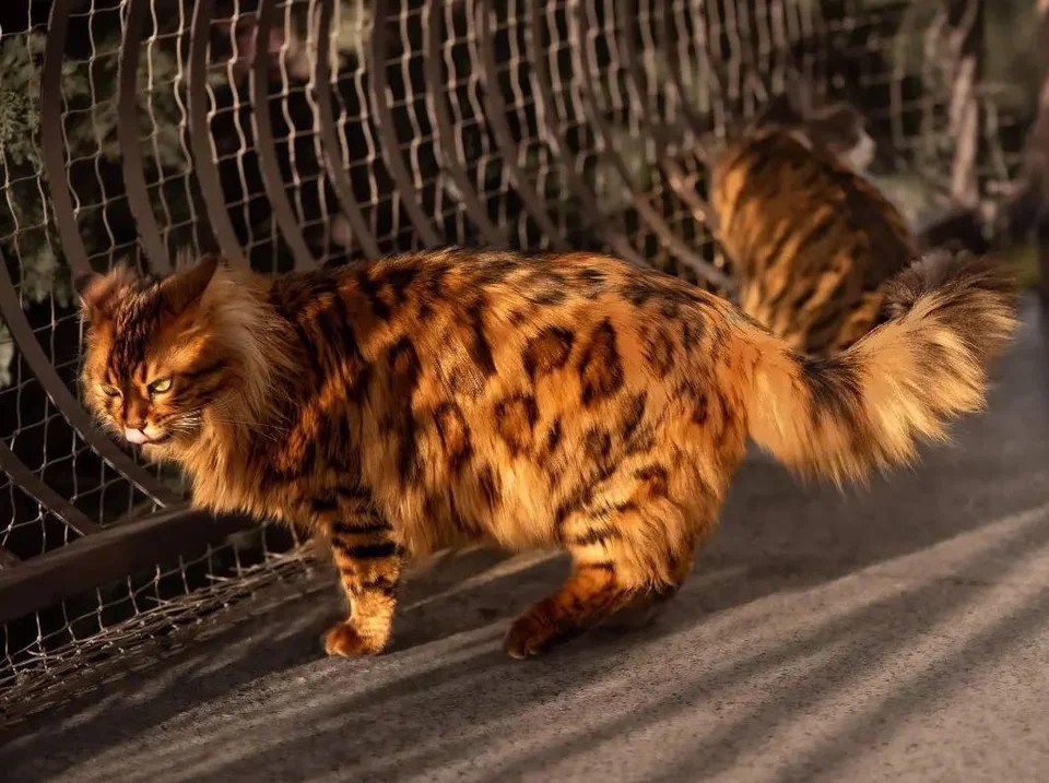 5 Things You Didn’t Know About the Cashmere Bengal Cat