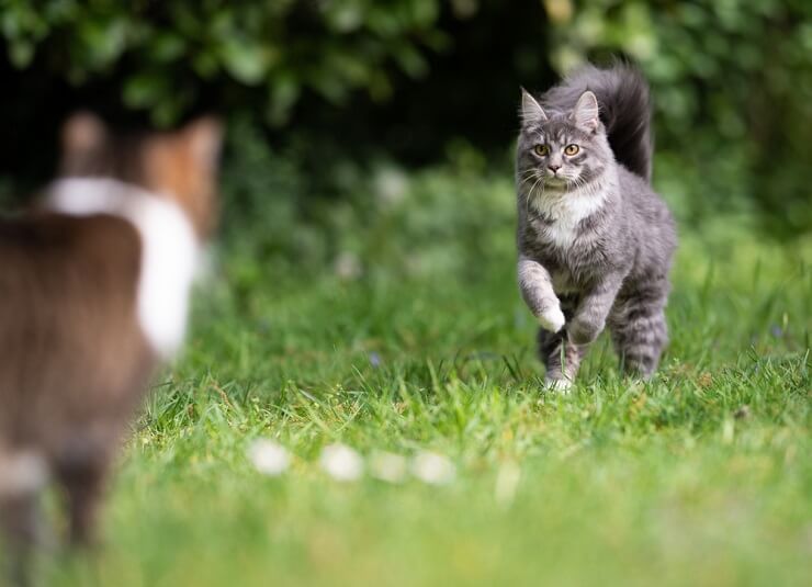 Why Do Cat Tails Shake Or Quiver