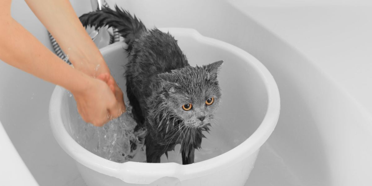 Pine Berri cat can i dry my cat with a hair dryer Addiction Perception