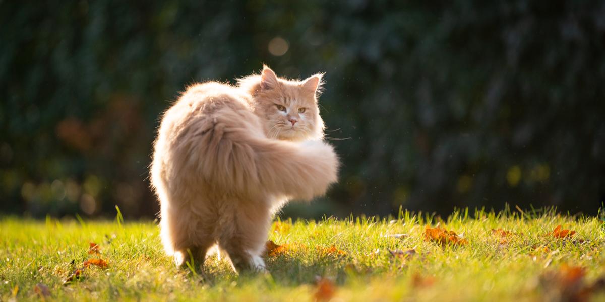 Why Are Cats So Flexible? A Vet Explains