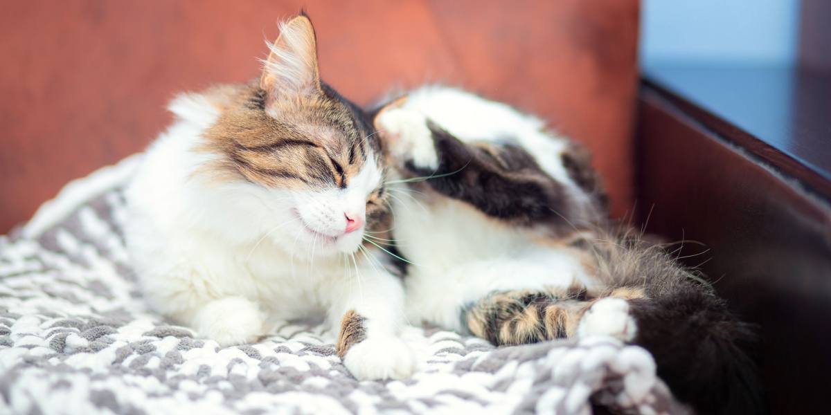 The 6 Best Flea Shampoos for Cats