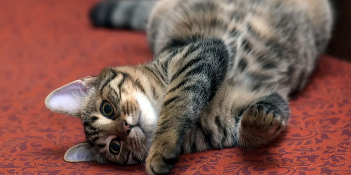 Why Do Cats Roll Around on Their Back?