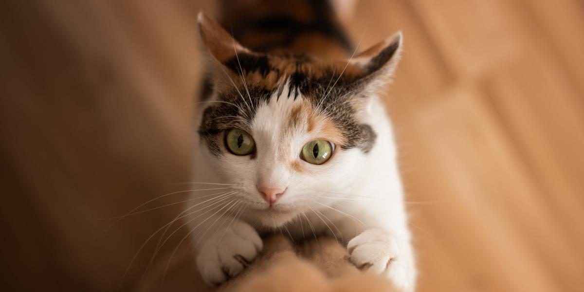 Why Do Cats Scratch?