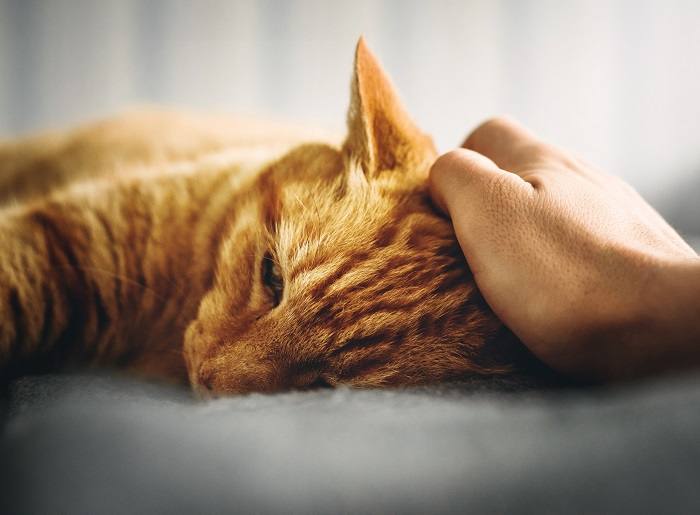 Prednisolone for Cats Dosage, Safety & Side Effects