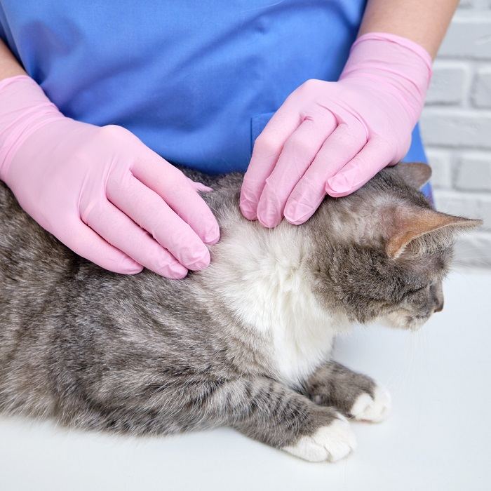 Ticks On Cats Identification And Treatment
