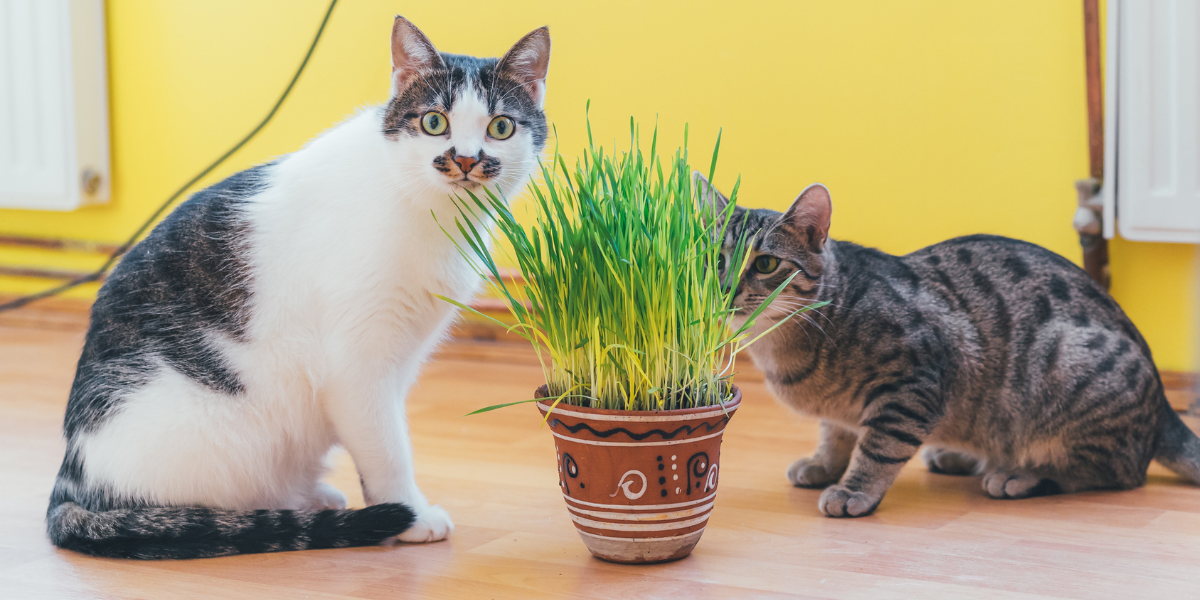 Does Catnip Make Cats High?