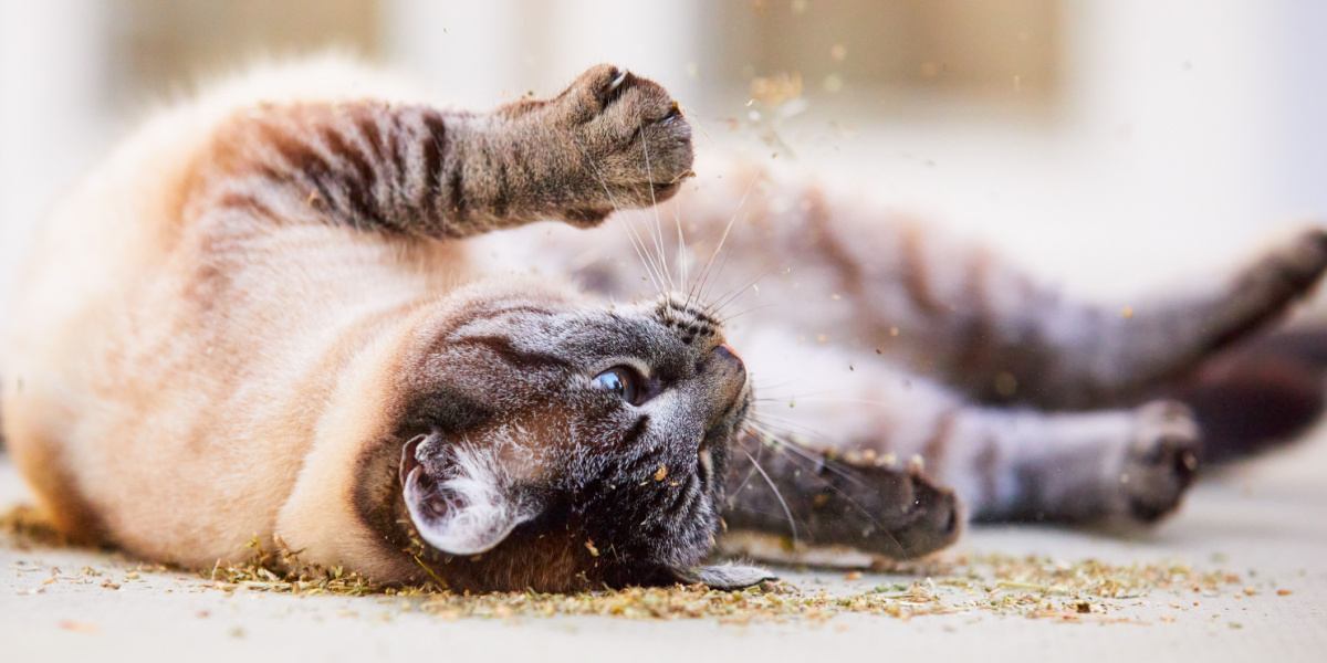 How Much Catnip Should I Give My Cat & How Often Is Safe?