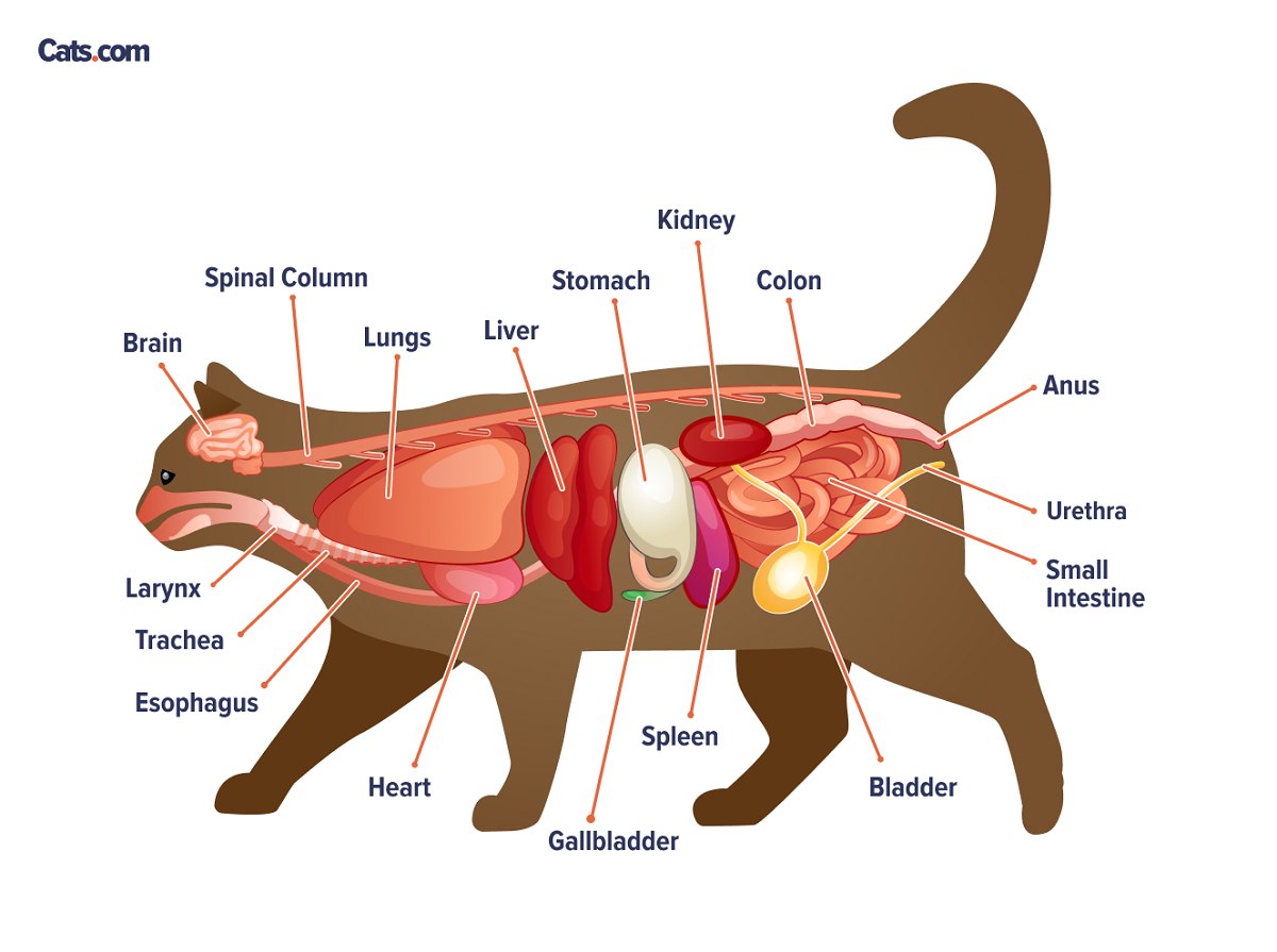 Cat Intestines