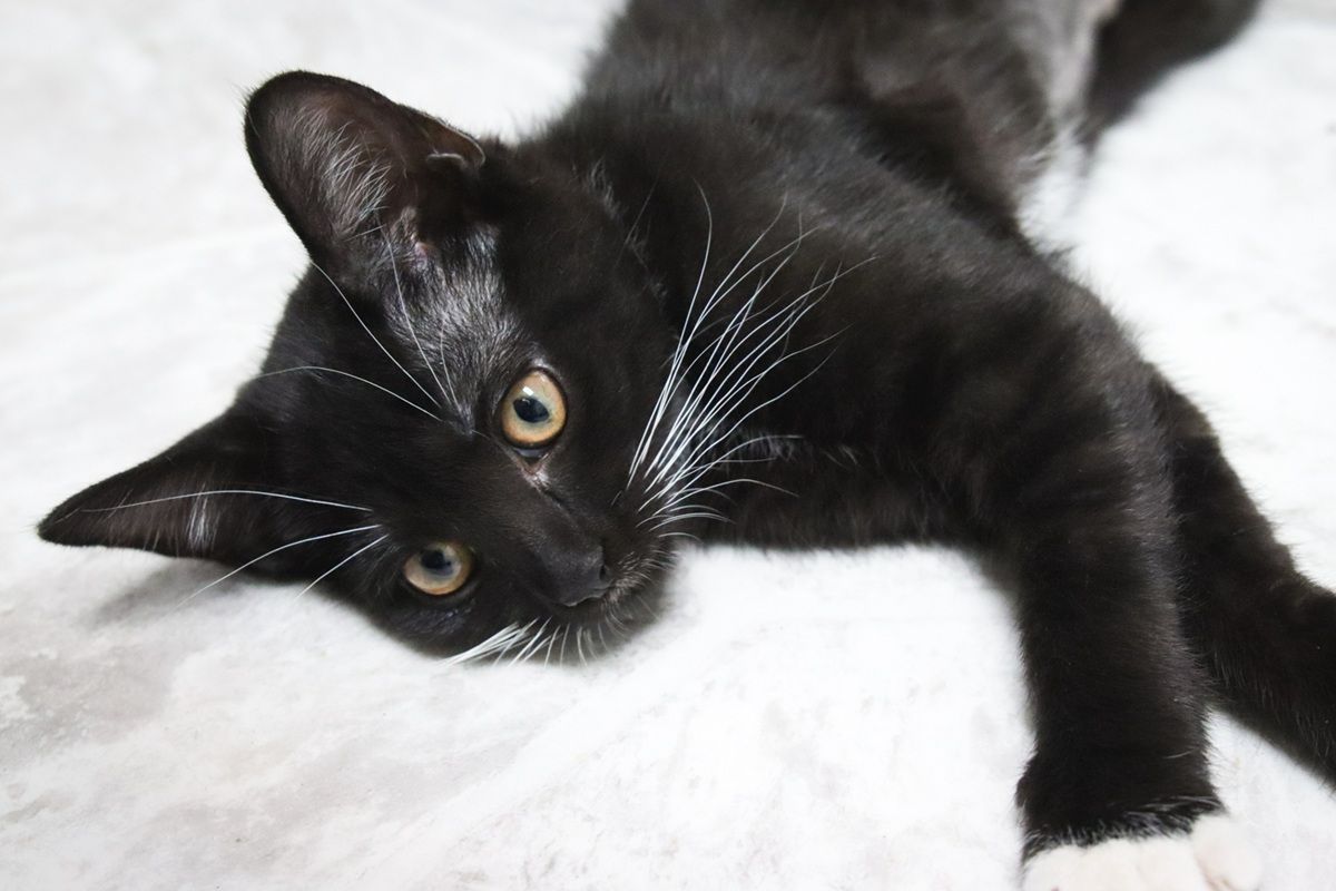 10 Common Types of Worms in Cats (With Pictures)