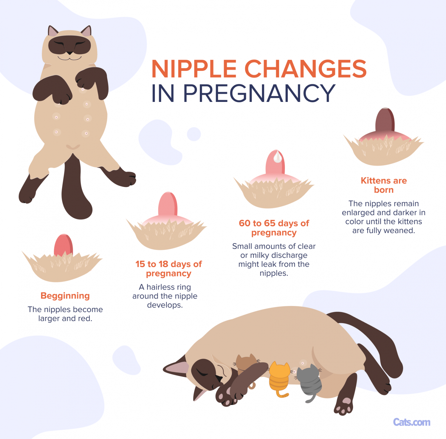 Pregnant Cat Nipples Vs Normal Cat Nipples: How To Tell the Difference