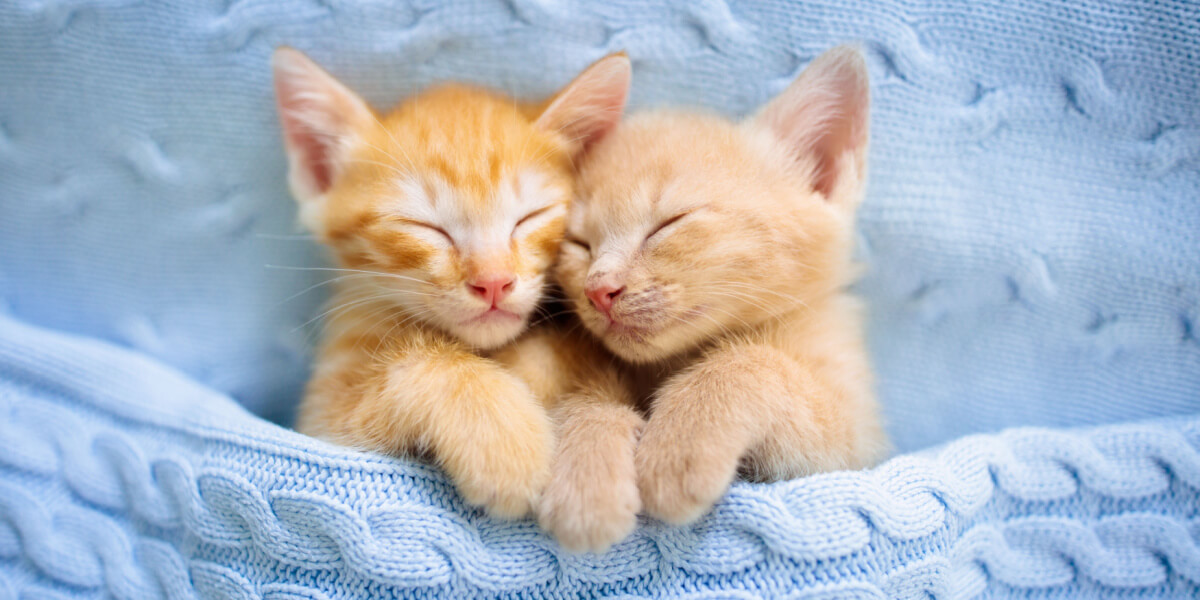 Do Cats Inbreed