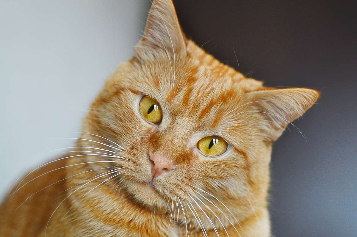 10 Things You Probably Did Not Know About Red Tabby Cats