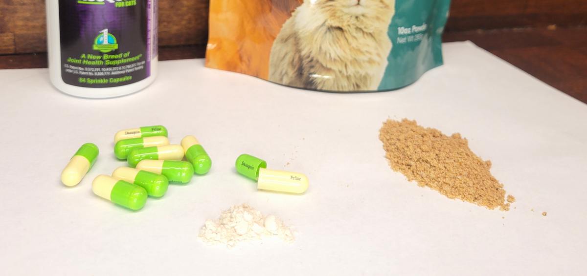 All About Immune Support Supplement for Cats