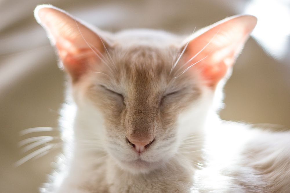 12 Siamese Cat Types and How to Tell Them Apart