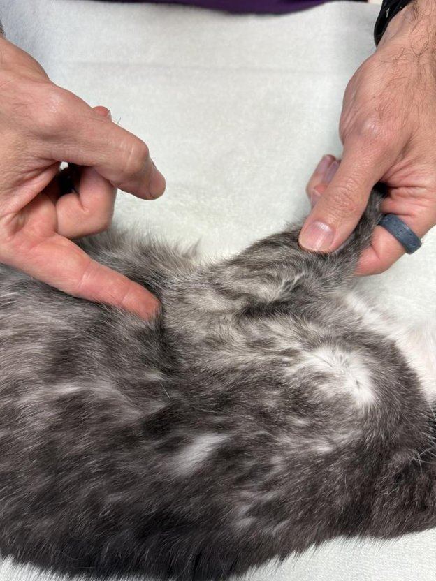 How to Perform CPR on a Cat