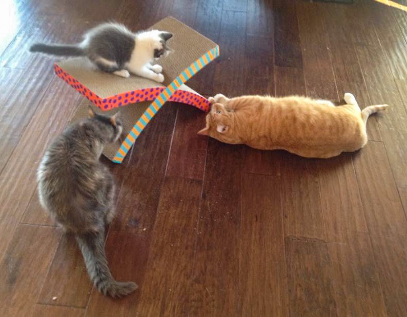 Best Scratching Posts & Other Scratchers Cats & Coddiwomple