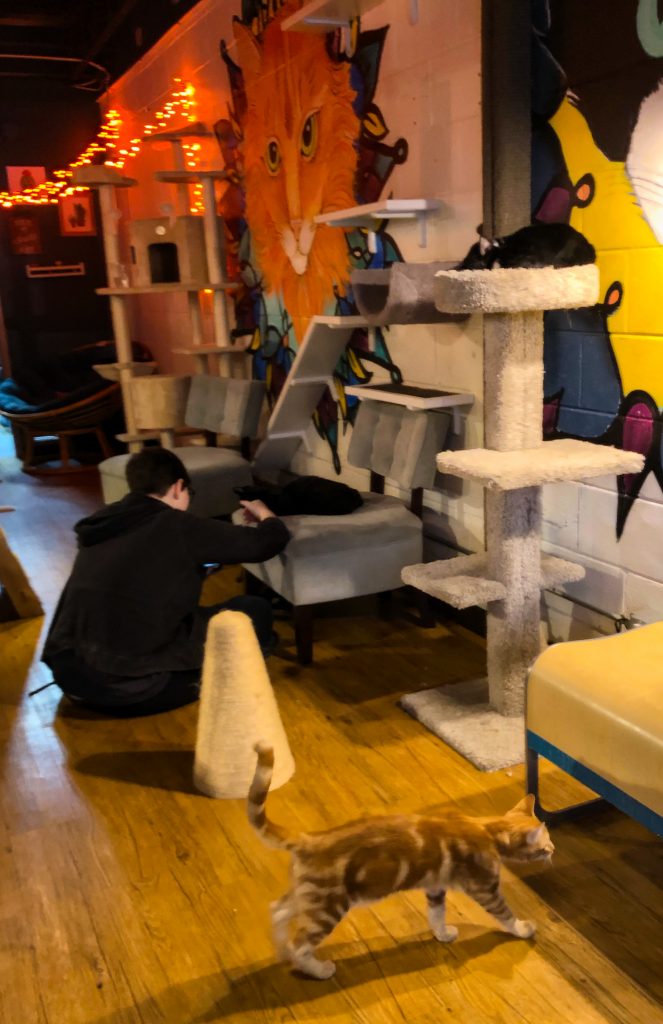 Review of Java Cats Cat Café Cats & Coddiwomple