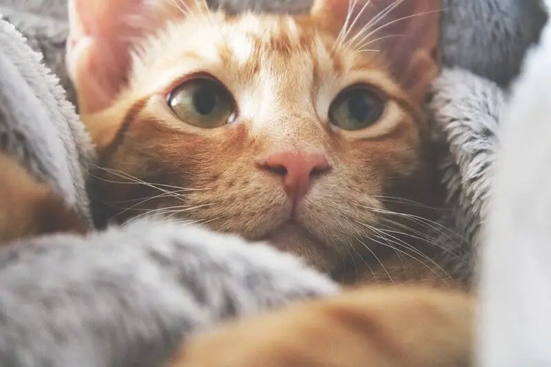 How To Tire Out A Kitten 8 Secrets For Tired Cat Owners Cats And