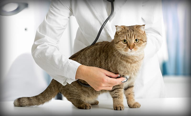 Here are signs and symptoms you should look for to determine if your cat is indeed sick and at what point you should see a veterinarian. 7 Signs Your Cat Might Be Sick | Cats Are On Top