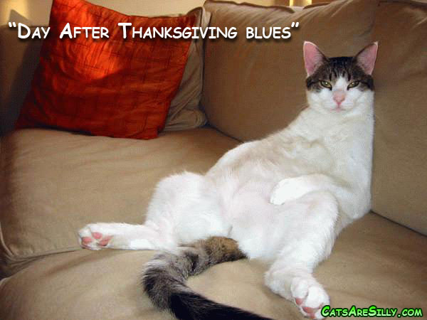 You know you all feel like this after Thanksgiving Cats Are Silly