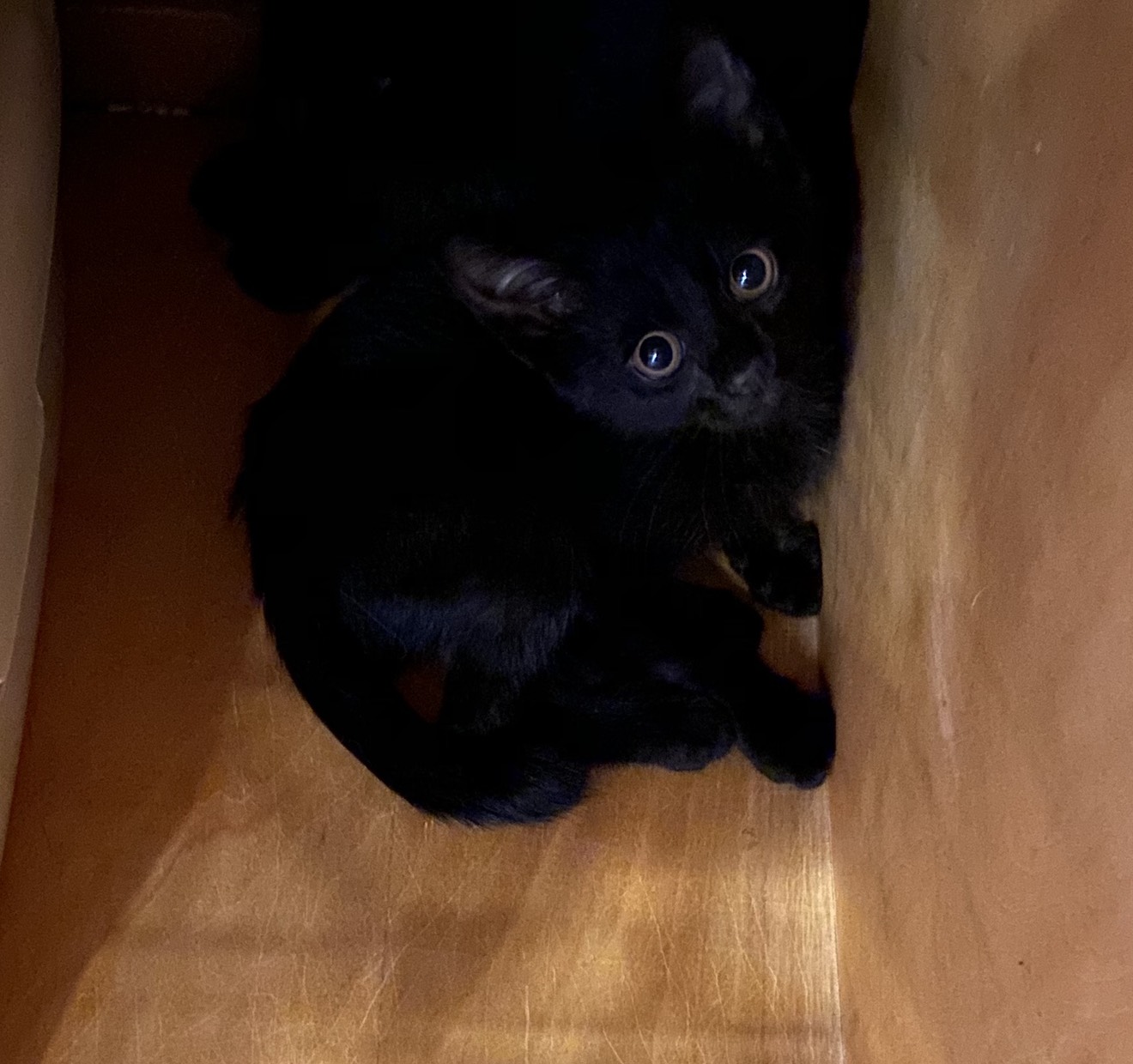 保護猫の黒ねこたち  NPO法人キャットセイビア