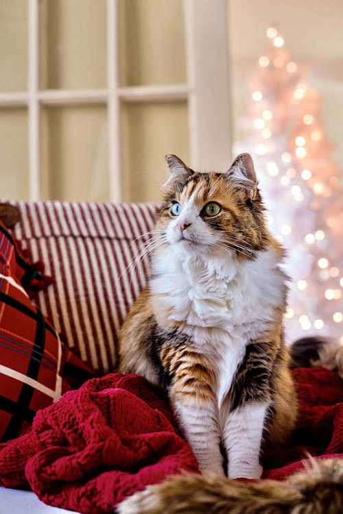 Are Calico Cats Hypoallergenic? Cats Can Eat