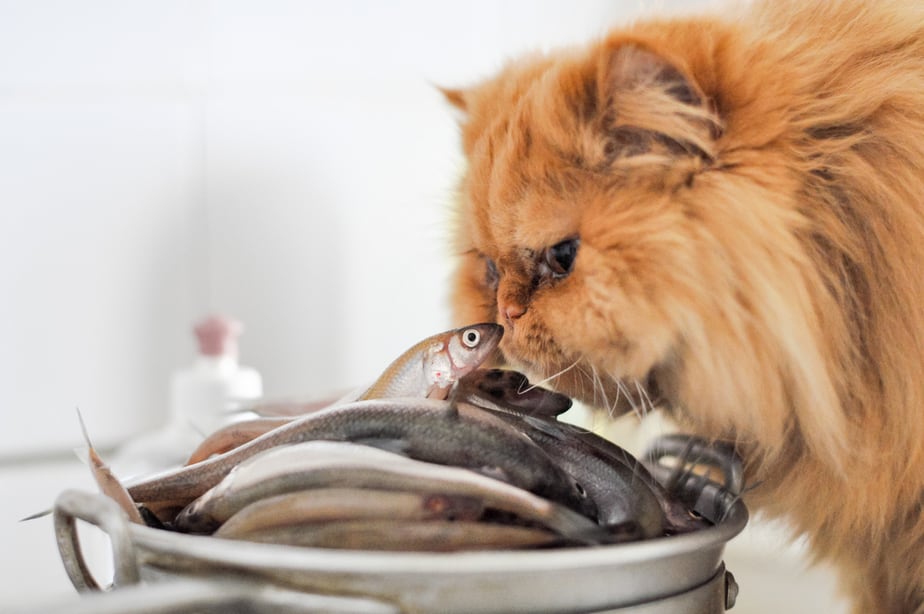 Can Cats Eat Tilapia? Is This Fishy Safe?