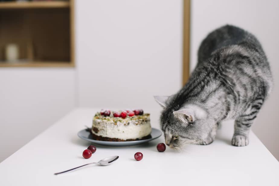 Can Cats Eat Cheesecake Are There Any Risks