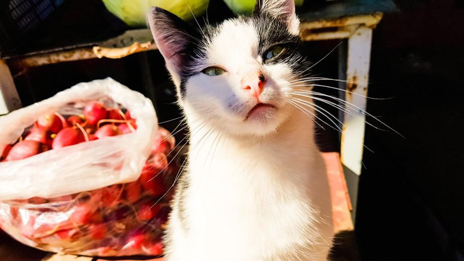 Can Cats Eat Radishes? Is This Root Safe For Your Snoot?