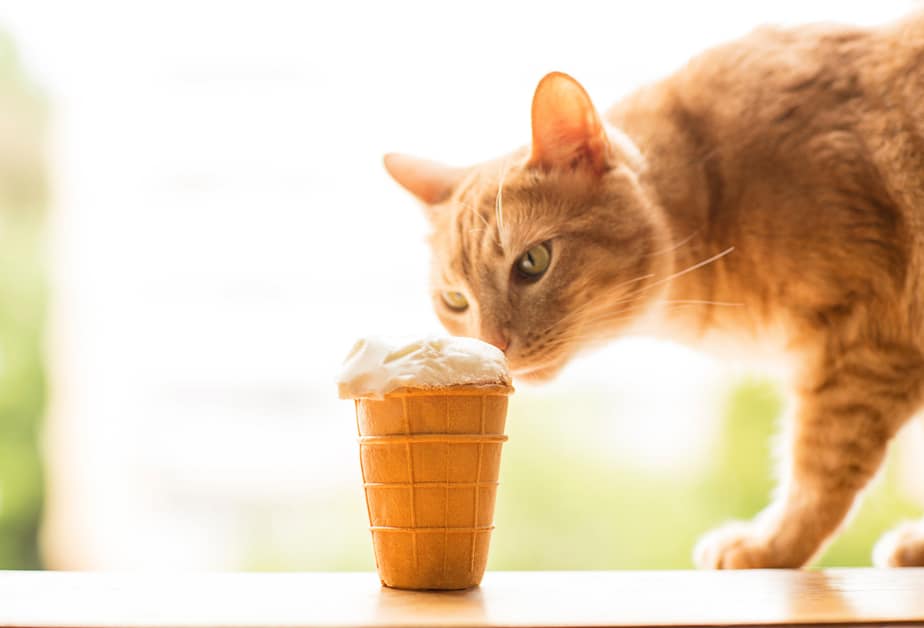 Can Cats Eat Oreos Treat Or Retreat