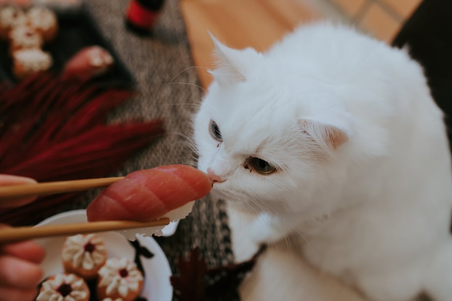 Can Cats Eat Sushi Feline Delicacy Or Danger