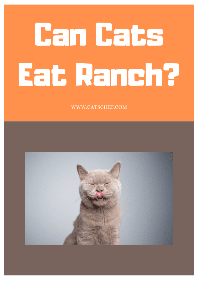 Can Cats Eat Ranch? Will It Cause A Tummy Avalanche?