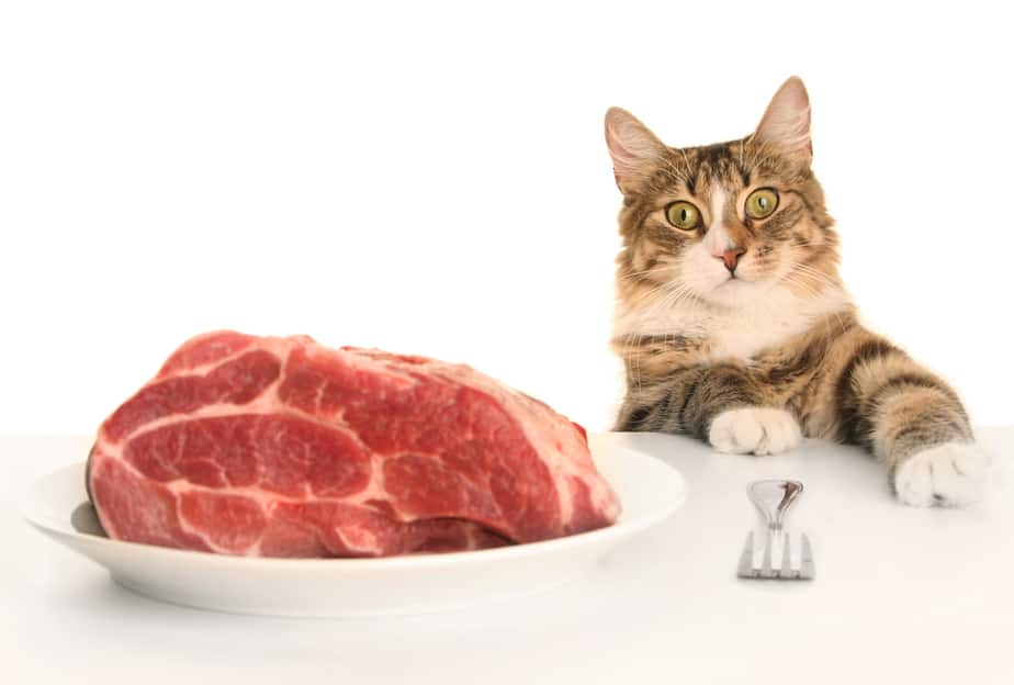 Can Cats Eat Lamb Are There Any Risks And Benefits