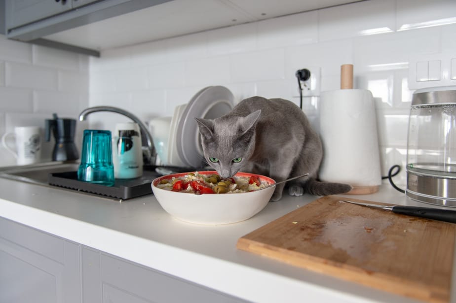 Can Cats Eat Olives The Surprising Truth About This Pitted Fruit!