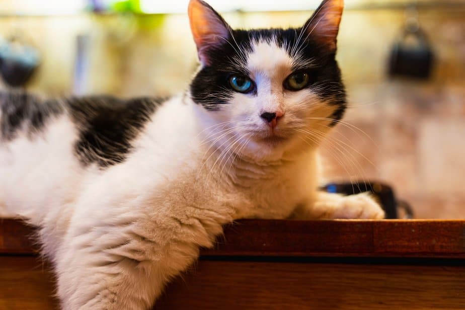 Can Cats Eat Nutritional Yeast Is It Safe For Her To Feast
