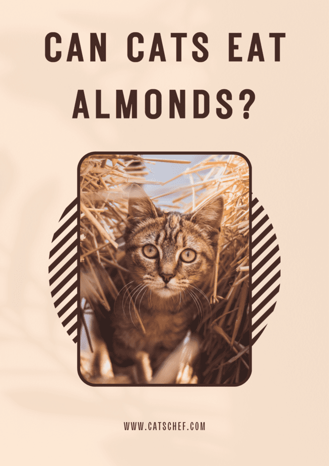 Can Cats Eat Almonds? What's Their Take On These Nutty Treats?