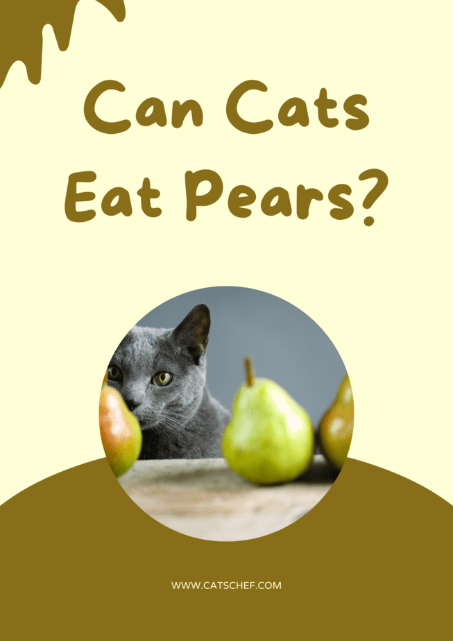 Can Cats Eat Pears? Do These Two Make A Great "Pear?"